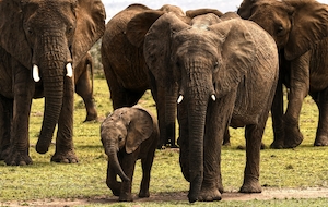 Стадо слонов в национальном заповеднике Масаи Мара.