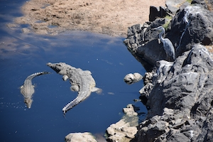 крокодилы в воде у скал 