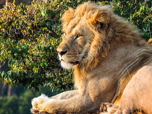 Молодой лев, национальный парк Масаи Мара, Кения