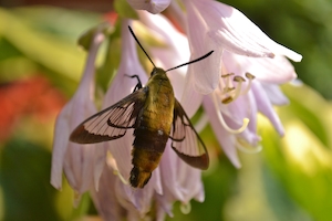 Пчела-колибри на нежно-розовых цветах 