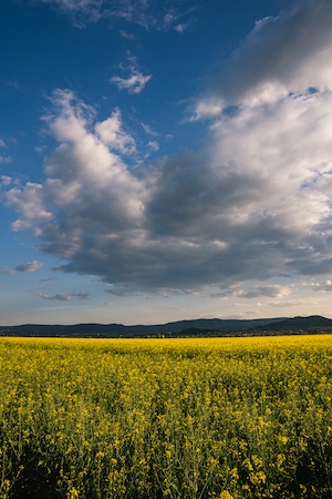 Панорама поля желтых цветов рапса или канолы, выращиваемых для производства рапсового масла, желтое поле и голубое небо 