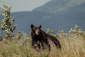 черный медведь в поле на фоне гор 