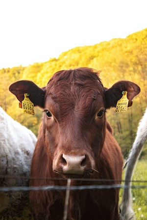 коричневая корова с желтыми бирками, крупный план 