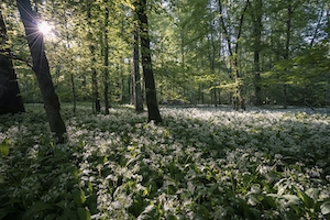 поле цветков чеснока в лесу при свете дня 