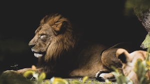 Самец африканского льва в зоопарке 