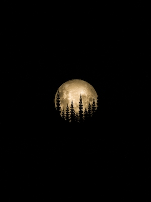 Прекрасная луна, крупная луна на черном фоне, силуэт деревьев 