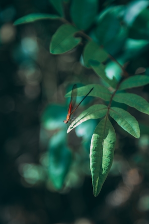 Разноцветная стрекоза. Ветки зеленых растений, зеленые листья на ветках, зеленые листья крупным планом 