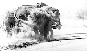 черно-белая фотография слона в пыли 