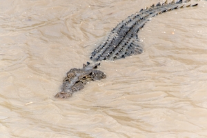 крокодил в грязной воде, крупный план