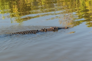 крокодил в воде