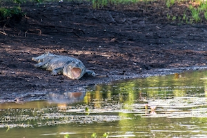 Национальный парк Какаду, Австралия, крокодил с раскрытой пастью лежит у воды 