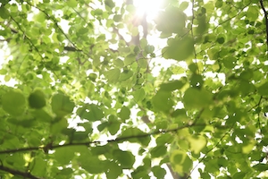 зеленые листья, фото снизу 