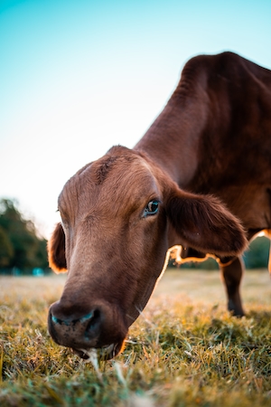 Корова ест траву в поле, крупный план 