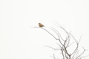 одинокая птица на ветке дерева 