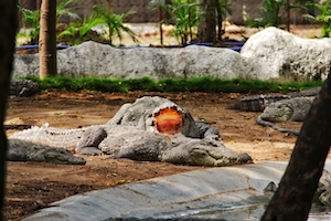 крокодилы в своем вольере отдыхают на песке 