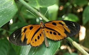 Оранжевая бабочка, сидящая на листе в тропических лесах Амазонки в Перу