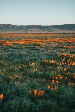 цветущее поле с оранжевыми цветами, голубое небо 