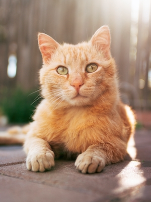  портрет рыжего кота 