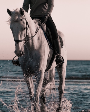 белая лошадь с наездником бежит по воде 