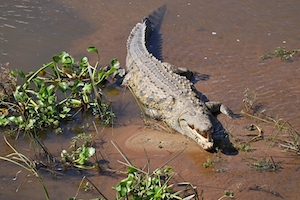 Отдыхающий крокодил в реке 