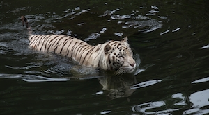 белый тигр плывет 