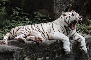 тигр лежит на скале 