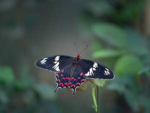 Бабочка черного цвета с красными акцентами на листе, крупный план 