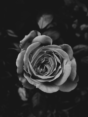 Черно-белый снимок бутона розы 