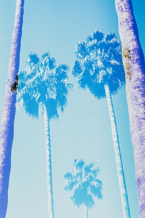 голубые пальмы