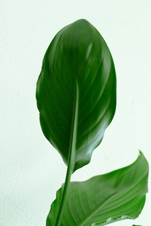 Ветка растения с зелеными листьями на нейтральном фоне 