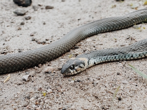 змея на песке 
