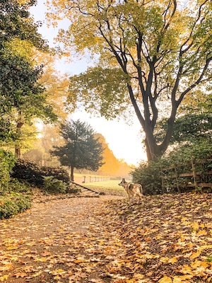 Осенняя прогулка с собакой, осенний лес