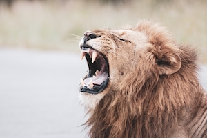 Лев показывает зубы
