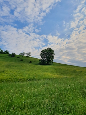 Одинокое дерево на весеннем лугу, зеленый луг и голубое небо 
