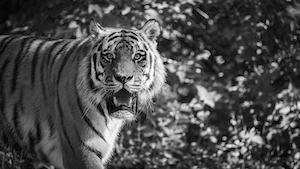 черно-белая фотография тигра, рычит, смотрит в кадр 