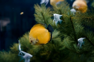 желтые и белые рыбки на фоне зеленого растения