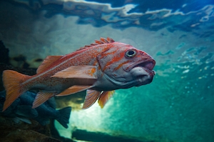 Рыбы в аквариуме, вид сбоку, крупный план