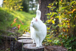 Белая кошка в саду 