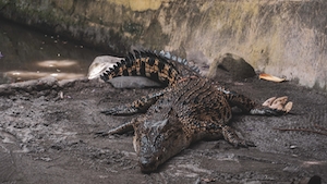 крокодил лежит у воды в зоопарке