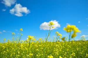 цветущее желтое поле под голубым небом, цветы крупным планом 