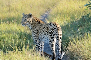 Леопард, охотящийся в дельте реки, идет по тропинке среди травы 