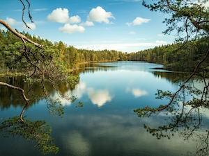 Лес у озера, отражение леса в воде озера, озеро днем