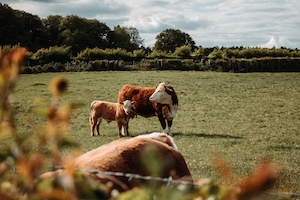 Корова и теленок на поле 