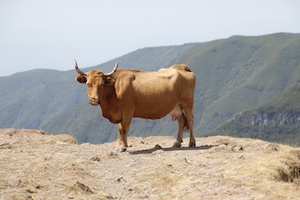 коричневый бык на фоне гор 