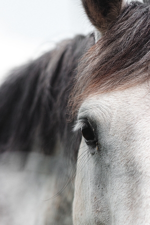 макро-фотография глаза белого коня 
