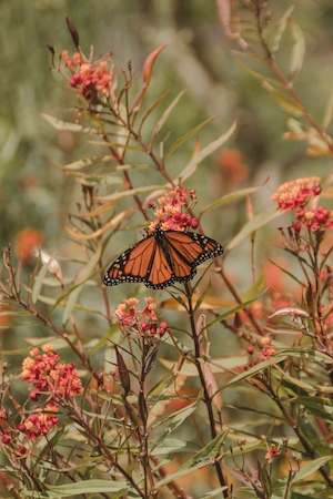 оранжевая бабочка в окружении алых цветов 