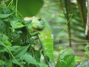 Зеленая лесная ящерица (Calotes calotes) посреди зеленых растений 