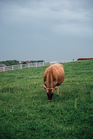 коричневая корова есть траву на пастбище 