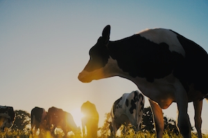 силуэт коров на поле, фото снизу против солнца