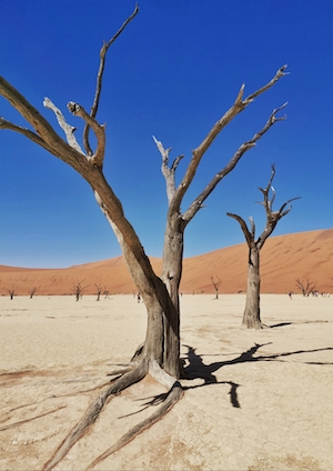 засохшие деревья в пустыне 